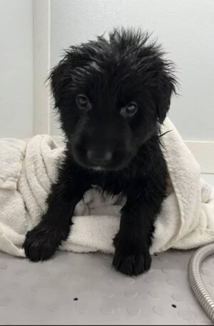 All Black German Shepherd Puppy - Mirabel