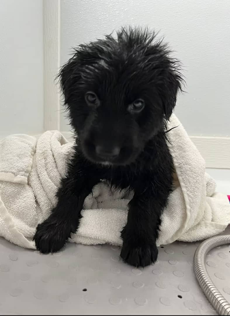 All Black German Shepherd Puppy - Mirabel