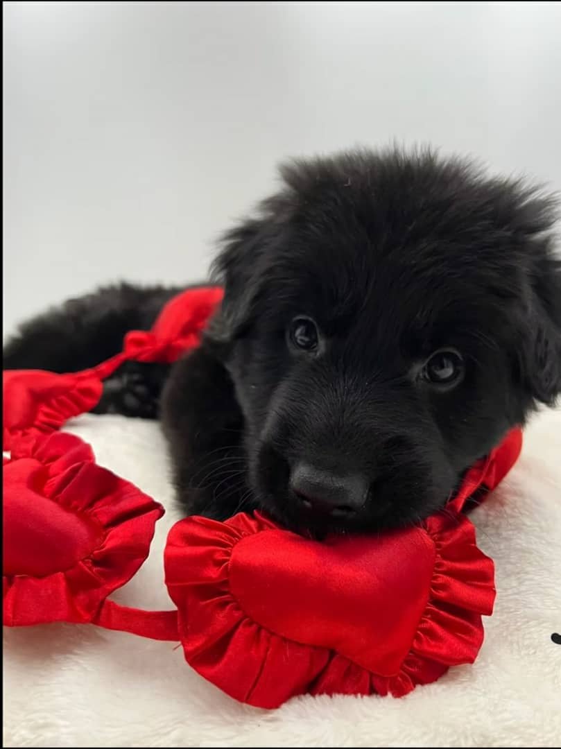 All Black German Shepherd Puppy - Mirabel - Image 2