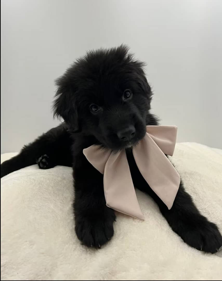 All Black German Shepherd Puppy - Mirabel - Image 5