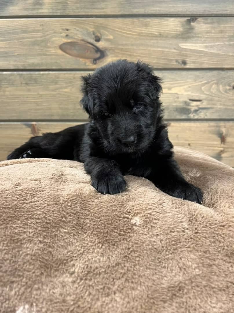 All Black German Shepherd Puppy - Mirabel - Image 4