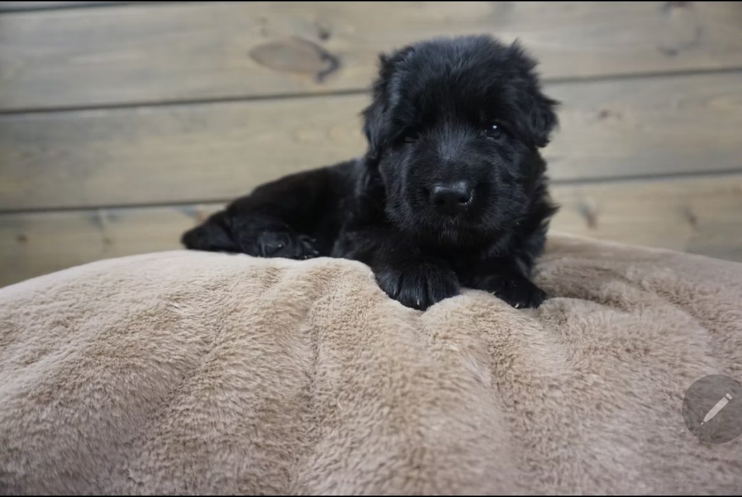 All Black German Shepherd Puppy - Mirabel - Image 3