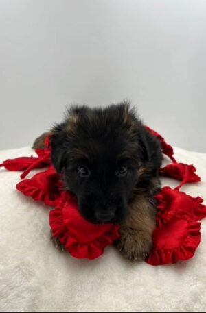 Purebred Male German Shepherd Puppy
